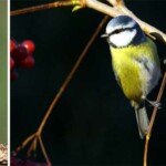 Vogelvielfalt