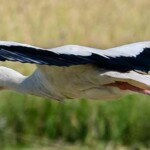 Vogelvielfalt