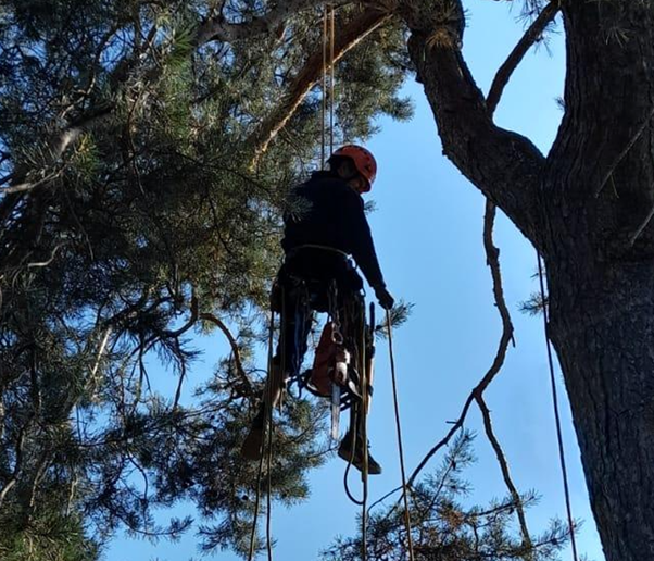 Wladimir - Garten- & Landschaftsgärtner