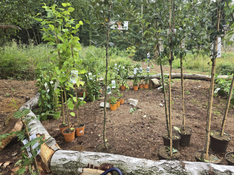 Agroforst Pflanzung